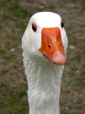Goose